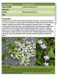 Kisah pokok nipah ini adalah animasi cerita. Akar Kerak Nasi Lindernia Crustacea L F Wannura