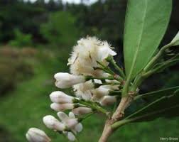 Image result for Tricalysia