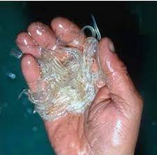 On relève même le prix record de 1 000 euros. Anguille En Declin Pollutions Diffuses Braconnage Ou A Cause Des Moulins Observatoire De La Continuite Ecologique