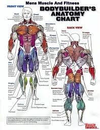 The back contains the spinal cord and spinal column, as well as three different muscle groups. Bodybuilding Muscle Chart Detikak