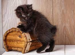 I first saw a beautiful, fluffy black cat, and shortly after i was greeted by the sweetest tabby kitten (who was. 11 Black Cat Breeds Bombay Japanese Bobtail And More