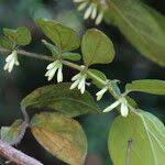 Image result for Cremaspora