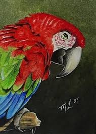 Perroquet Oiseau Miniature Art Par Melodie Lea Agneau Aceo Impression Dessin Perroquet Perroquet Oiseau Perroquet