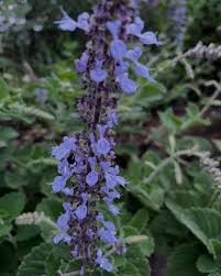 Image result for Coleus hadiensis