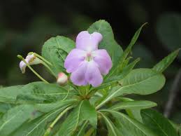 Image result for Impatiens psychadelphoides