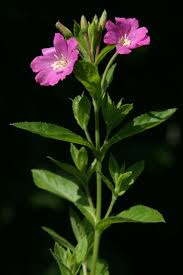 Image result for Epilobium hirsutum