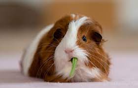 I had guinea pigs, and my favorite was parcheesi. Guinea Pig Name Ideas By Color Lovetoknow