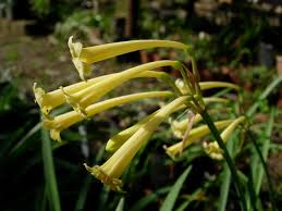 Image result for Cyrtanthus mackenii