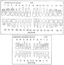 Primary And Permanent Tooth Chart By Letters Primary And Numbers Permanent Tooth Chart Dental Assistant School Dental Assistant