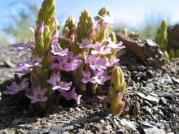 Image result for Limeum argute-carinatum