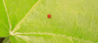 Here is the preventive measure which adopts to control the spider mite population and avoid their direct contact with the humans and minimize the rear chances of a bite. Grass Mites On Humans Are Lawn Mites A Problem Abc Blog