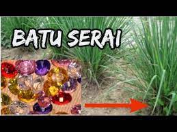 Omkicau mengatakan bahwa burung jenis ini didatangkan dari beberapa daerah di aceh murai batu irian mempunyai ekor panjang sekitar 35 cm. Batu Serai Serai Bebunga Youtube