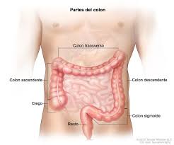 Cancer basics (american cancer society) also in spanish. Colon Anatomy Spanish Image Details Nci Visuals Online
