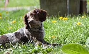 Image result for německý křepelák postava