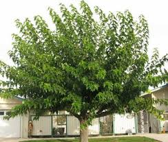 Ausgezeichnete Fruchtlose Maulbeerbaum Baume In Ihrem Garten Dieser Garten Baum Kann Leicht Propagiert Durch St Mulberry Tree Shade Trees Garden Care