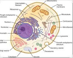 Take a look at some cell diagrams on an interactive site like cellsalive.com. Draw The Diagram Of An Animal Cell And Label The Following I Factory Of Ribsomes Ii Power House Brainly In