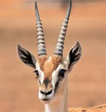 Gazelle Gazelle African Animals Pet Portraits