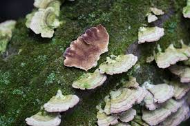 Image result for Trichaptum biforme