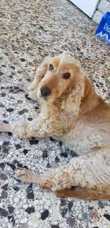 Um den perfekten hund zu finden, kannst du dich im tierheim oder beim züchter beraten lassen. Rassehunde Aus Dem Tierschutz Privatabgabe Facebook