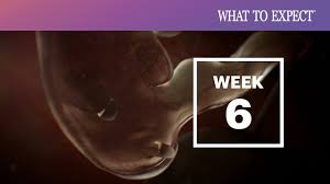 What's the earliest you can tell gender? 5 Weeks Pregnant What To Expect Your 5th Week Of Pregnancy Youtube