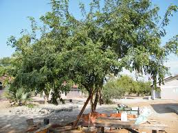 Image result for Cassia sieberiana