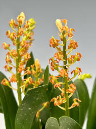 Image result for Liparis