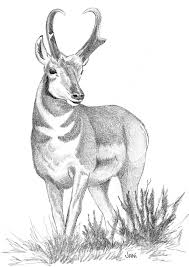 There are four subspecies of pronghorn that can be found in mexico, arizona, throughout the great plains and in the canada. Http Www Ndow Org Uploadedfiles Ndoworg Content Public Documents Wildlife Education Kids 20coloring 20book 20cnw Web Pdf