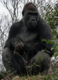 Beyond the book hangout on air. Ivan Gorilla Wikipedia