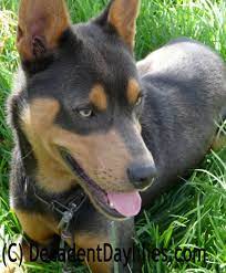 Daylilies And Pets Daylily Poisoning In Cats Dogs