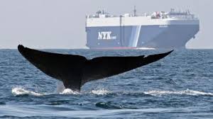 Blue Whale Numbers Off The Us West Coast Are Back Where They