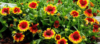 Image result for Volusia resupinata