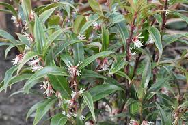 Image result for Vahlia digyna