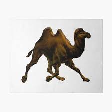 Camel painting camel oil painting for sale. Arabian Desert Wall Art Redbubble