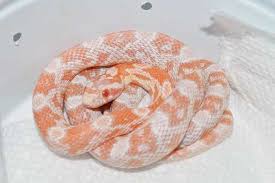 Below is our list of available corn snakes for sale at unbeatable prices. Pin On Dream Reptiles