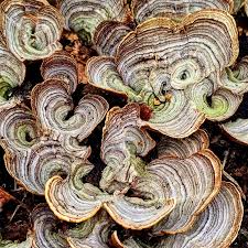 Image result for Hypolytrum pynaertii