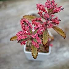 Your Place To Buy And Sell All Things Handmade Planting Succulents Plants Mother Of Thousands Plant