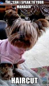 If your manager pushes back, you can say, the other option would be to work more hours to get it all done, which i can do but it would mean working overtime. The Can I Speak To Your Manager Haircut Managerdog Meme Generator