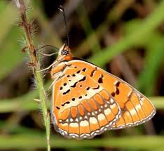 Image result for Tragia okanyua