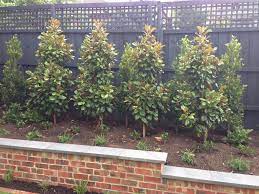 Feature tree, dwarf growing tree. Magnolia Teddy Bear Magnolia Tree Landscaping Backyard Landscaping Designs Backyard Landscaping
