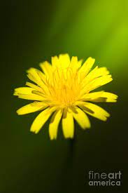 Dandelion Flower Print By Ryan Jorgensen Flower Prints Art Photography Wall Art Dandelion Flower