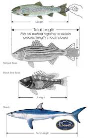 Measuring And Weighing Fish Plus Striped Bass Length Age