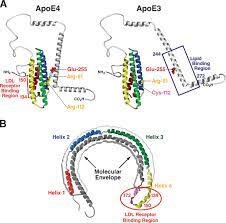We did not find results for: Apolipoprotein E Structure Determines Function From Atherosclerosis To Alzheimer S Disease To Aids Journal Of Lipid Research