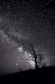 Beautiful Black And White Tree Pictures 49 Trendy Ideas Photography Black And White Tree Beautiful Nature Photography Sky Full Of Stars Beautiful Sky