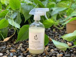 The big issue is that oil and water don't easily mix, and most. Neem Oil Solution Pest Treatment Amiesue Com