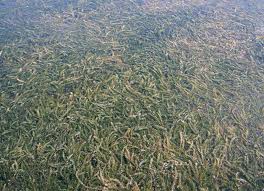 Image result for Hydrostachys lukungensis