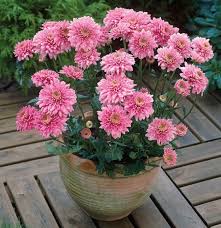 Chrysanthemum In Autumn Interesting Facts And Useful Tips Autumn Chrysanthemum Facts Interesting Useful Giardino Di Fiori Crisantemi Piante Da Giardino
