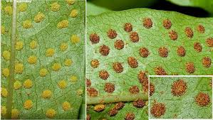 Image result for Drynaria