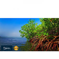 Hutan bakau adalah ekosistem penting yang terletak di pesisir pantai. Infomina Ayo Lestarikan Ekosistem Mangrove Pada Tahun 2021 Yang Akan Datang