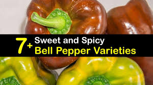 Maybe you would like to learn more about one of these? 7 Sweet And Spicy Bell Pepper Varieties