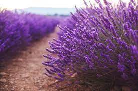 Dawn In A Beautiful Lavender Field In Provence 582195 Travel And Adventure Design Bundles Lavender Fields Adventure Design Design Bundles